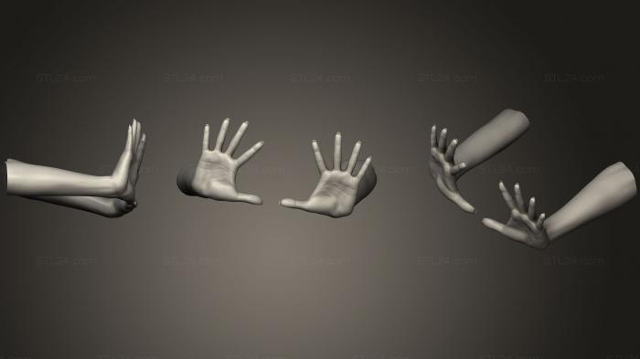 Anatomy of skeletons and skulls (Female Hands 19, ANTM_0488) 3D models for cnc